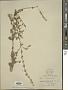 Asterohyptis stellulata (Benth.) Epling