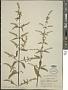 Asterohyptis stellulata (Benth.) Epling