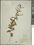 Asterohyptis stellulata (Benth.) Epling