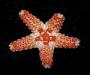 Asteroidea