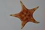 Asteroidea