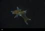 Asteroidea