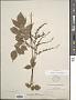 Astilbe macrocarpa Knoll