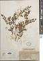 Astragalus canadensis L.