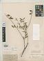 Astragalus macounii Rydb.