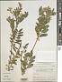 Astragalus penduliflorus Lam.