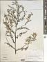 Astragalus sp.