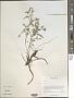 Astragalus sp.