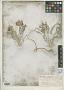 Astragalus thompsonae S. Watson