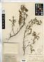 Astragalus wetherillii M.E. Jones