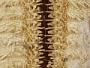 Astropecten comptus