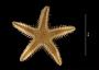 Astropecten duplicatus