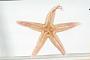 Astropecten sp.