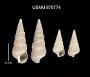 Ataxocerithium pullum