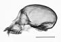 Ateles fusciceps rufiventris