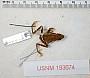 Atelopus tricolor