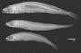 Atherina hepsetus