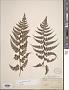 Athyrium nigripes