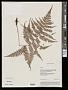 Athyrium sp.