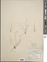 Athysanus pusillus (Hook.) Greene