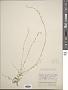 Athysanus pusillus (Hook.) Greene