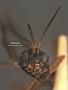 Atractodes ashmeadi