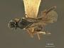 Atractodes grandis