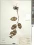 Atractylodes lancea (Thunb.) DC.