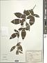 Atractylodes lancea (Thunb.) DC.