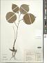 Atractylodes lancea (Thunb.) DC.