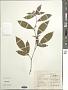 Atractylodes lancea (Thunb.) DC.