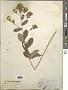 Atractylodes ovata (Thunb.) DC.