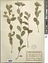 Atractylodes ovata (Thunb.) DC.