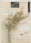 Atriplex angustior Cockerell