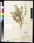 Atriplex canescens (Pursh) Nutt.