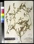 Atriplex halimus L.