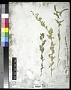 Atriplex halimus L.