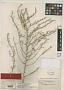 Atriplex linearis S. Watson