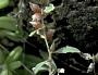 Atriplex semibaccata R. Br.