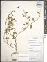 Atriplex suberecta Verd.