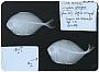 Atropus atropos