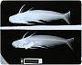 Auchenipterus nigripinnis