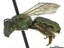 Augochloropsis (Paraugochloropsis) callichroa