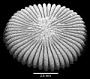Australocyathus vincentinus