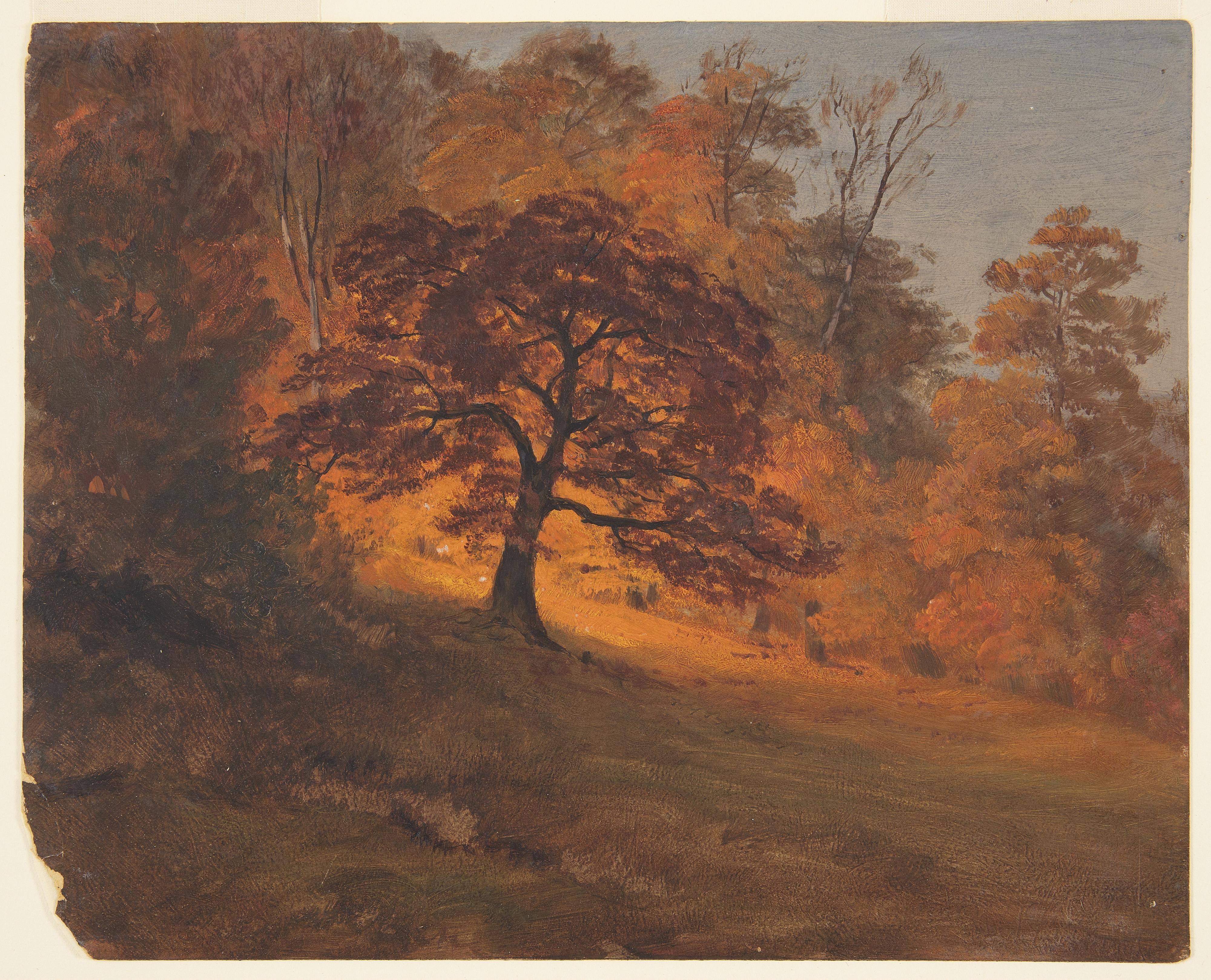 Autumn Foliage