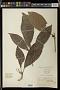 Baccaurea ramiflora Lour.