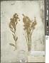 Baccharis sergiloides A. Gray