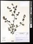 Baccharis sp.
