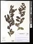 Baccharis sp.