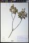 Baccharis tarchonanthoides DC.
